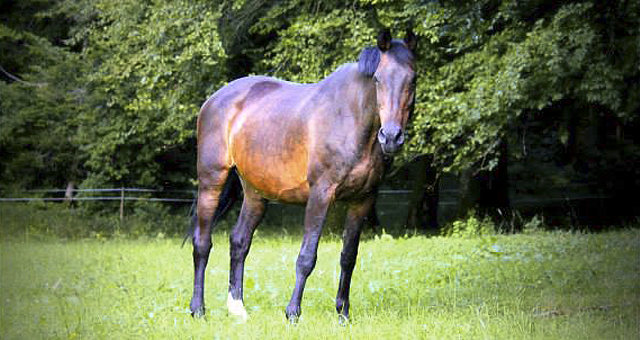 cheval demi-sang