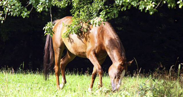 cheval demi-sang