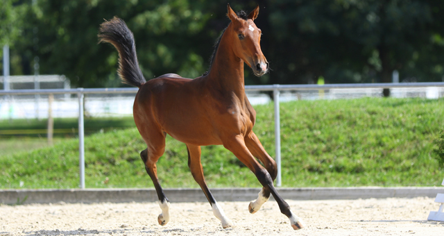 cheval demi-sang