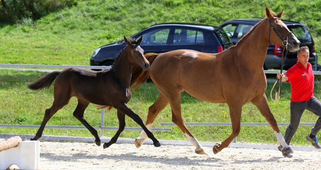 cheval demi-sang