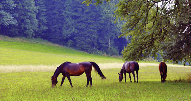 cheval demi-sang