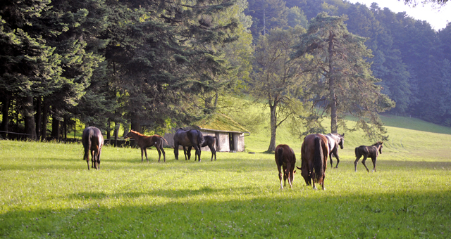 cheval demi-sang