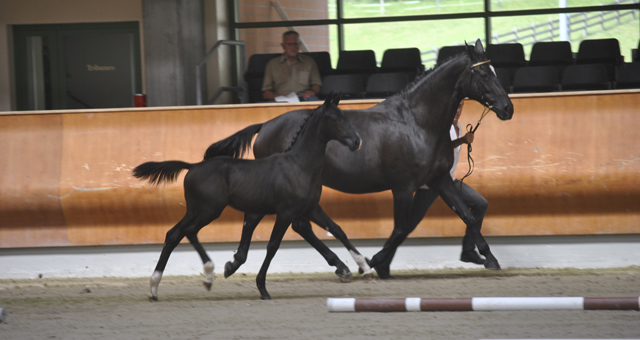 cheval demi-sang