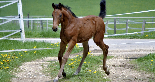 cheval demi-sang